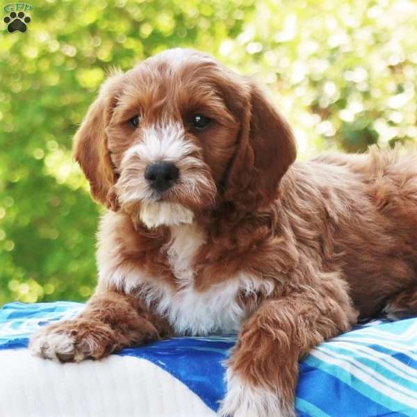 Paxton, Mini Labradoodle Puppy